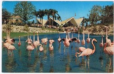 Florida Postcard Tampa Busch Gardens Flamingos Anheuser-Busch