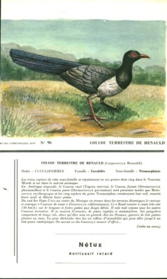 Alte pharmazeutische Werbung Netux Vogel Erdkuckuck von Renauld 1950