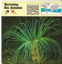 1975 Editions Rencontre, Animals Card, #13.311 Burrowing Sea Anemone