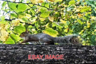 FOTO WIEDER REGENTS PARK EICHHÖRNCHEN. OFFENSICHTLICH WURDE DIESER UMGEDREHT
