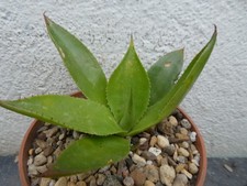 AGAVE CELSII, shown in 10cm pot, lovely, healthy succulent