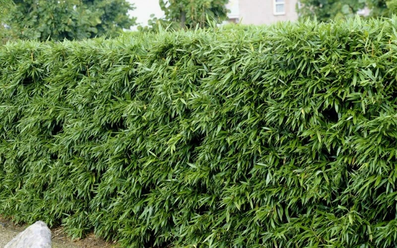 David Bisset Bamboo Plant /Phyllostachys-VERY COLD HARDY DOWN TO -15 DEGREES b - Image 2 of 4