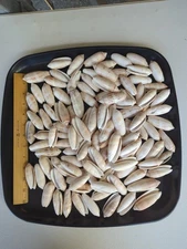 Gallon size bag of Large Lettered Olive Shells