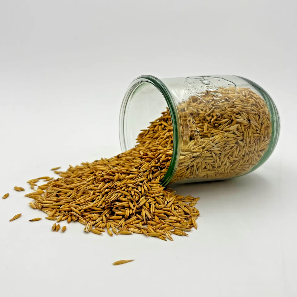 Hafer ganz 20kg Gelbhafer, Futterhafer natürlich und ungeschält, ganzer Hafer - Bild 2 von 2