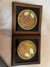1970’s Taxidermy Butterflies framed
