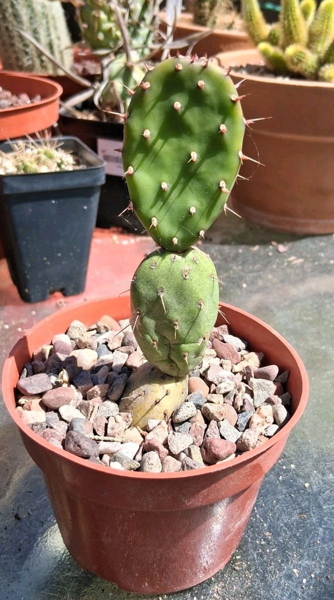 Opuntia Quimilo DWARF Cactus Plant Blooms Red! Ships In A 4" Pot! Nice  Size! | eBay
