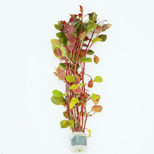 Buy2Get1Free Rubin Ludwigia Repens Bundle Live Aquarium Plant