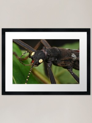Stick Insekt Reinigung auf einem Blatt Fra gerahmtes Wandbild Poster Leinwanddruck Bild
