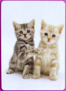Swap Card Cute Kittens Tabby Ginger Cats Modern Linen Finish