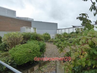 FOTO DACHGARTEN PRINCESSHAY EINKAUFSZENTRUM EXETER DER GARTEN IST ARRANGIERT