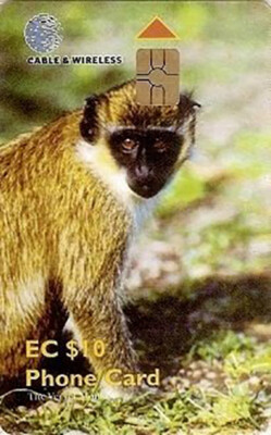 SELTENE KARIBIK - ST KITTS & NEVIS CHIP TELEFONKARTE Monkey 2000 sehr guter Zustand