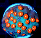 Corals of Eden ~ WYSIWYG Live Coral Frag ~ Meteor Shower Cyphastrea LPS SPS — photo 3