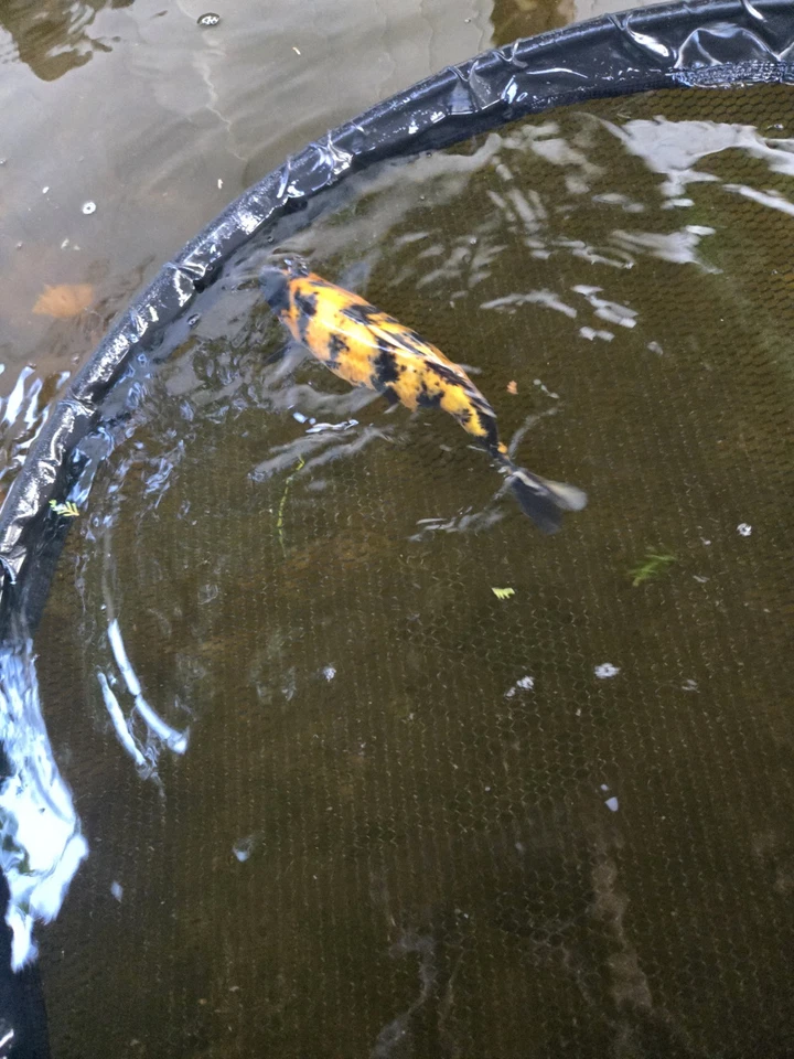 Koi Dragón Rojo 13 In Hi Utsuri Foto 3 de 4