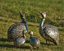 Metal Guinea Fowl Garden Ornament Sculpture Art - Handmade Recycled Metal Bird