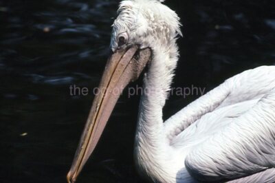 Found 35mm BIRD SLIDE Photo VINTAGE Transparency ORIGINAL T 44 LA 94 M