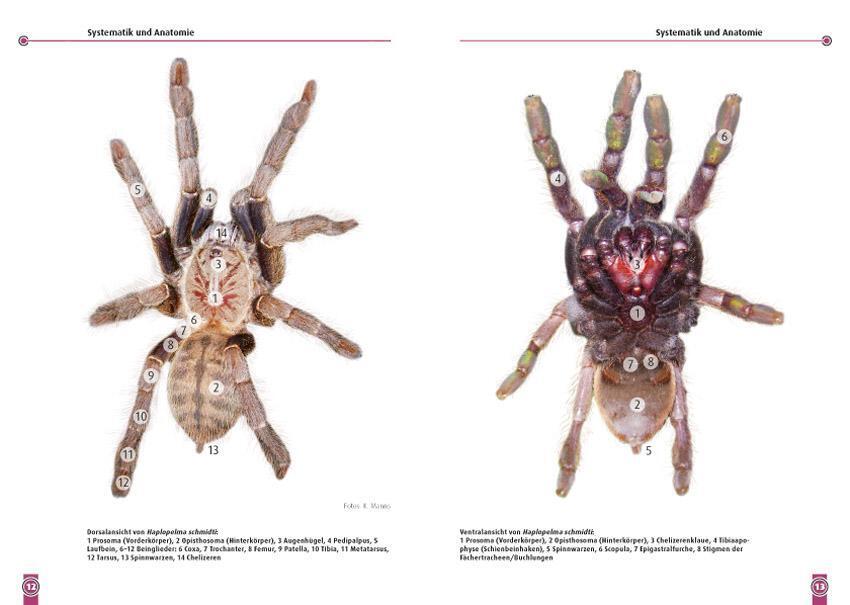 Thumbnail - Die Blaue Thai-vogelspinne | Haplopelma Lividum | Karin Manns |