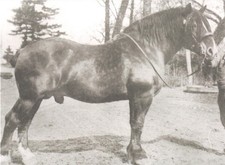Belgian Draft Stallion, Foaled 1893 