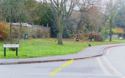 Foto 6x4 Blick vorbei am Bracken Way mit Katze blickt zurück Burrowhill c2014