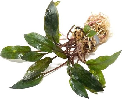 Cryptocoryne Wendtii Red Live Aquarium Plant Low Tech B2G1