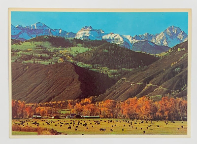 Cattle Graze in Autumn at the Foot San Juan Mountain Range Ouray CO Postcard