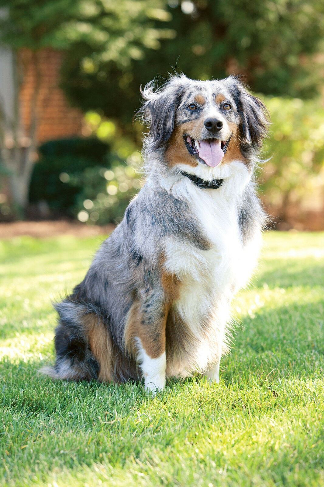 Petsafe YardMax Rechargeable Dog Fence Collar Extra Receiver PIG00-11116
