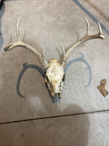 Wild 8 Point Whitetail Deer Antler Rack Horn Skull Decor Man Cave | eBay