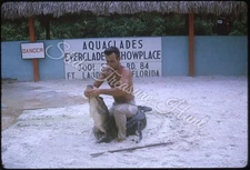 Everglades Alligator Handler Man Shirtless Florida 35mm Slide 1960s Kodachrome