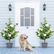 Artificial White Camellia Tree 36 Inch (2 Pack) - Realistic Faux Flowering Plant