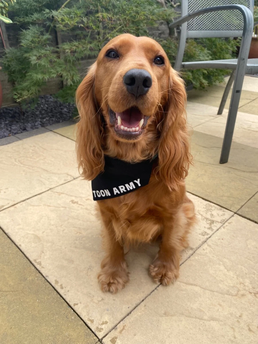 Julius k9 cocker clearance spaniel