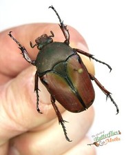 Eudicella for collectors | rare Cetoniidae