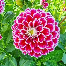 1 - JOWEY PARADISE Decorative Ball Dahlia Bulb Tuber Clump * RICH GARDEN BLOOMS
