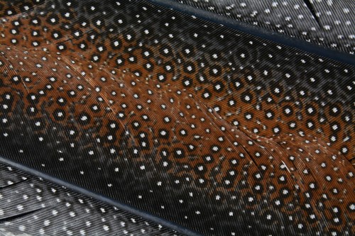 Great Argus Pheasant tail feather sections