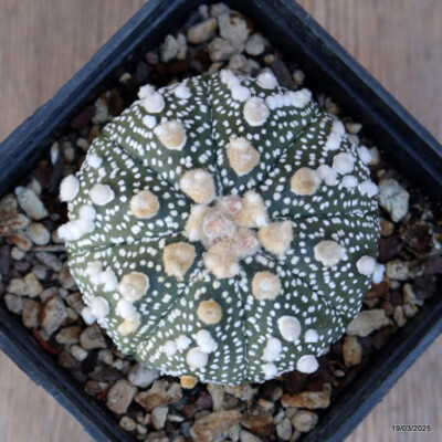 A4785 ASTROPHYTUM SUPERKABUTO pot10-H6-W8 cm MaMa Cactus