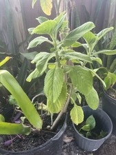 Hot Spicy Mexican Oregano Origanum vulgare 12" -16"