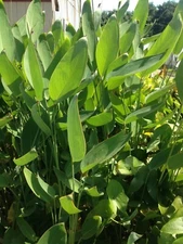 Live Cold Hardy Thalia Dealbata Aquatic Marginal Pond/Bog - Buy 2 Get 1 Free