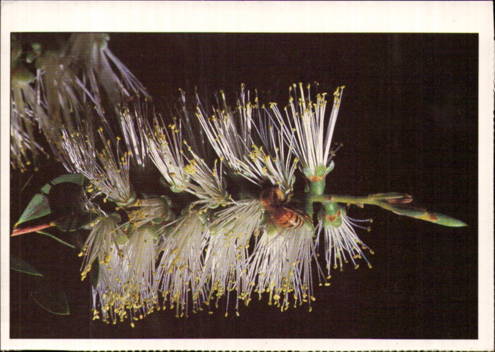 Woman's Day Postcard. Flower Vintage
