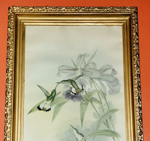 Antique Original Framed J. Gould Hummingbirds Lithograph Print 23"x 15" - 第 3/24 張圖片