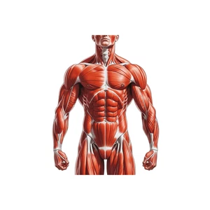 Human Anatomy Sticker Muscular Skeleton Skin Self Adhesive Decal Various Sizes