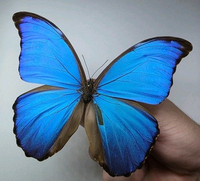 Morpho Didius A-/A2 Set Specimen. Flügel gespreizt. Entomologie Sammlerstück.