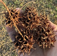 Sweet Gum Tree Balls From Pesticide/Herbicide Free Farm