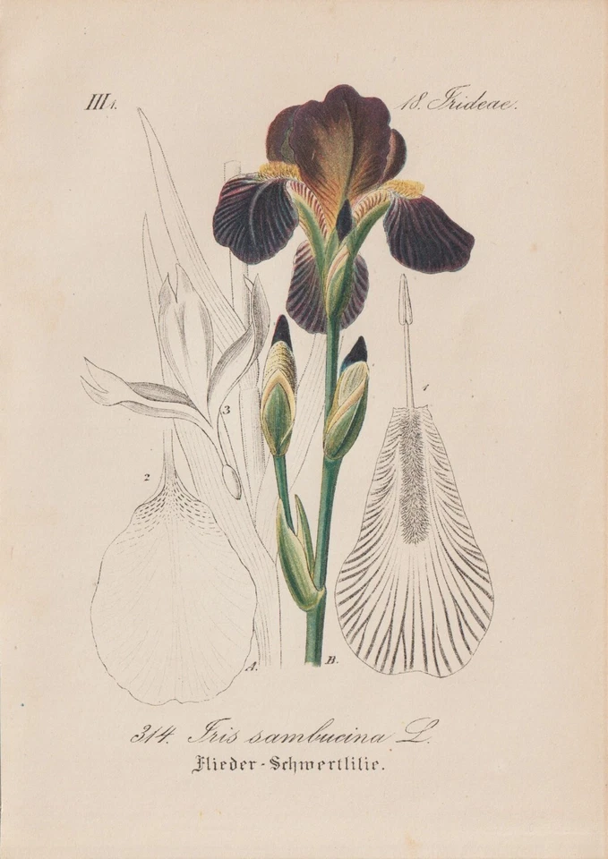 Holunder-Schwertlilie (Iris sambucina) Chromo-Lithographie von 1880 - Bild 1 von 1