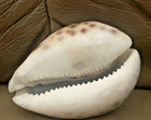 7in Queen Conch, 2 Tiger Cowrie Shells & Conch Driftwood Beach Decor Lot — photo 7