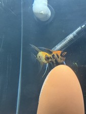 PROVEN High Coverage Red Koi Angelfish Breeding Pair Aquarium Live Fish