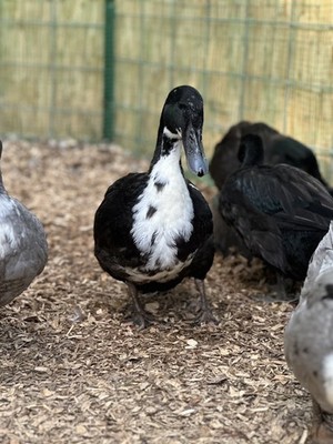 4 BLACK SWEDISH DUCK EGGS- WILL SHIP SAME DAY LAID 