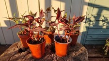 2  Persicaria Red Dragon & 3  Persicaria Purple