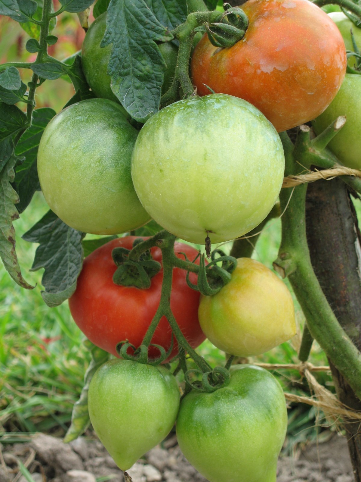 TOMATO ACE 55 VF 750 FINEST ITALIAN SEEDS BULK