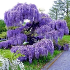 Blue Rain Wisteria seeds, high quality seeds with detailed instructions