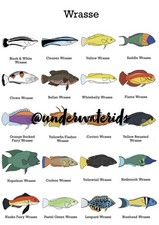Wrasse Print Wall Art (Buy One Get One Free Choose Any Other Print) A4
