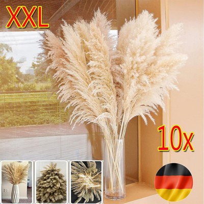 10x Pampasgras groß weiß elfenbeingetrocknet flauschig hochschilfbündig 100cm DE