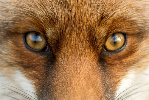 A1 | Fox Eyes Poster Art Print 60 x 90cm 180gsm Ginger Wild Animal Gift #8115